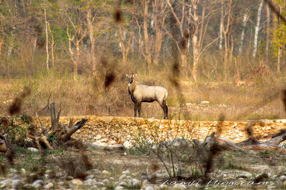 Photo of Dhela, Uttarakhand, India by Shamli Hingorani