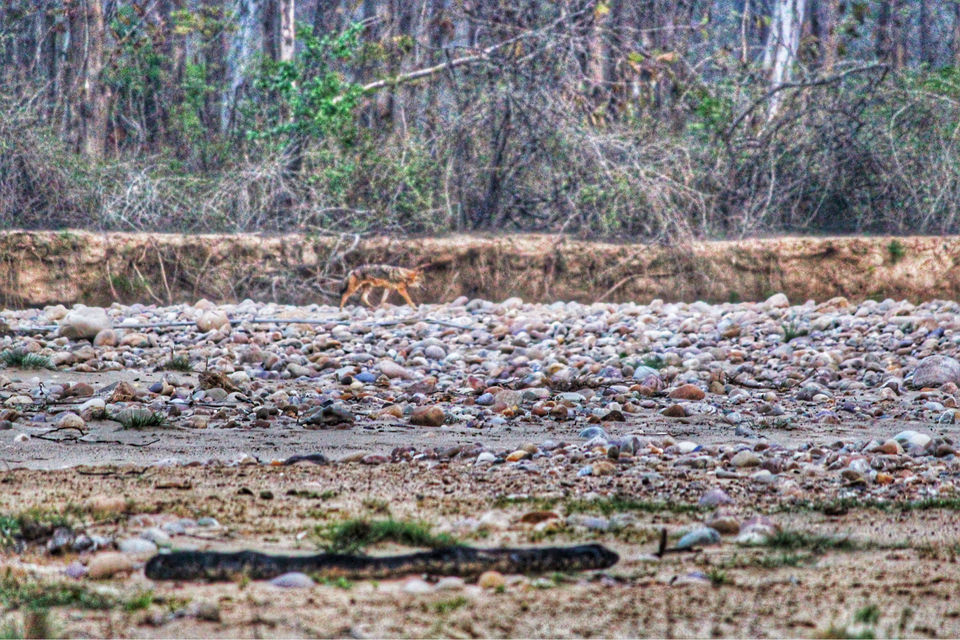 Photo of Dhela, Uttarakhand, India by Shamli Hingorani