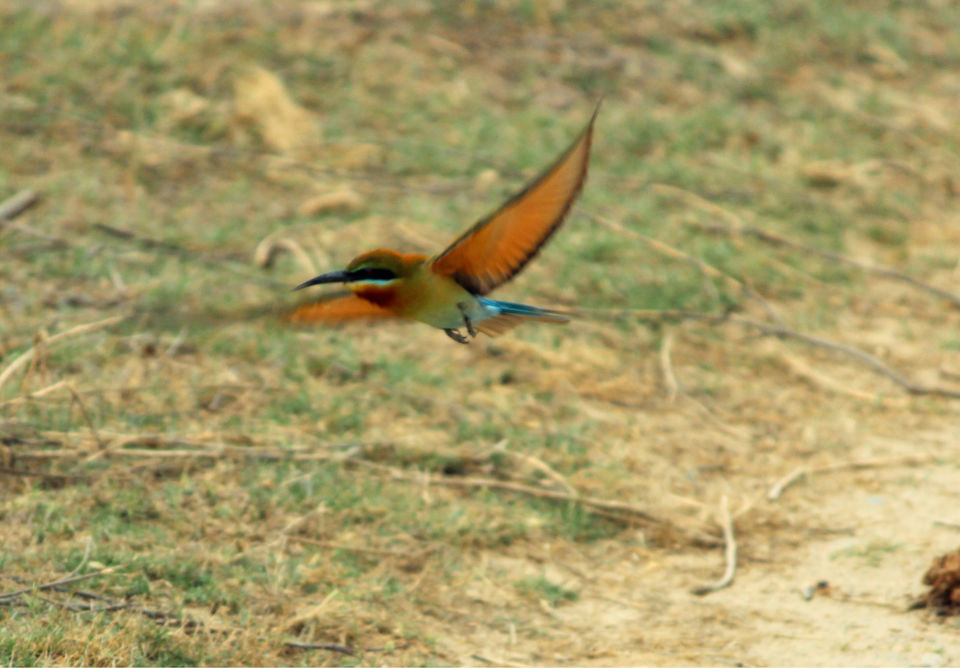 Photo of Dhikala Jeep Safari, Ramnagar, Uttarakhand, India by Shamli Hingorani
