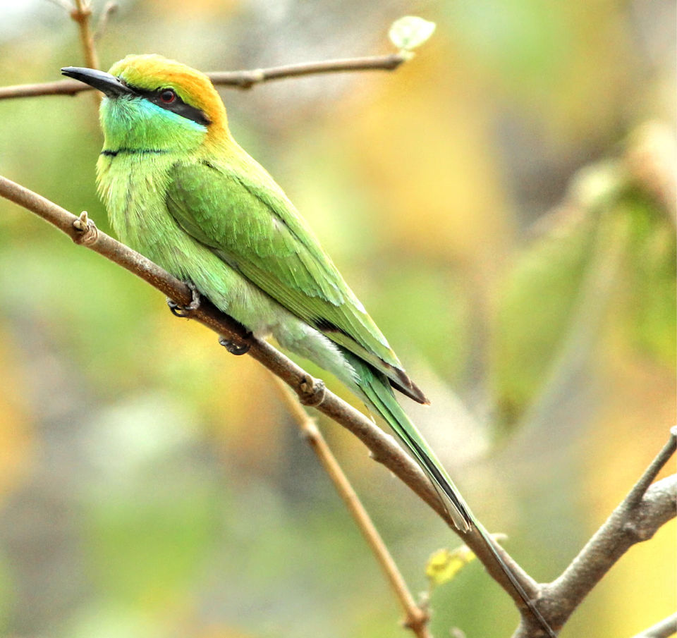 Photo of Dhikala Jeep Safari, Ramnagar, Uttarakhand, India by Shamli Hingorani