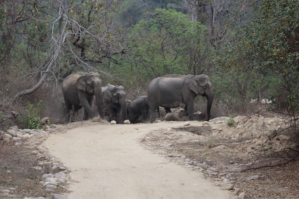 Photo of Dhikala Jeep Safari, Ramnagar, Uttarakhand, India by Shamli Hingorani