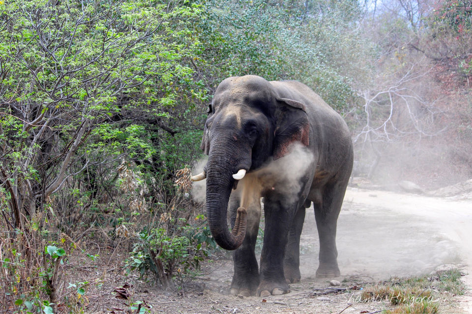 Photo of Dhikala Jeep Safari, Ramnagar, Uttarakhand, India by Shamli Hingorani