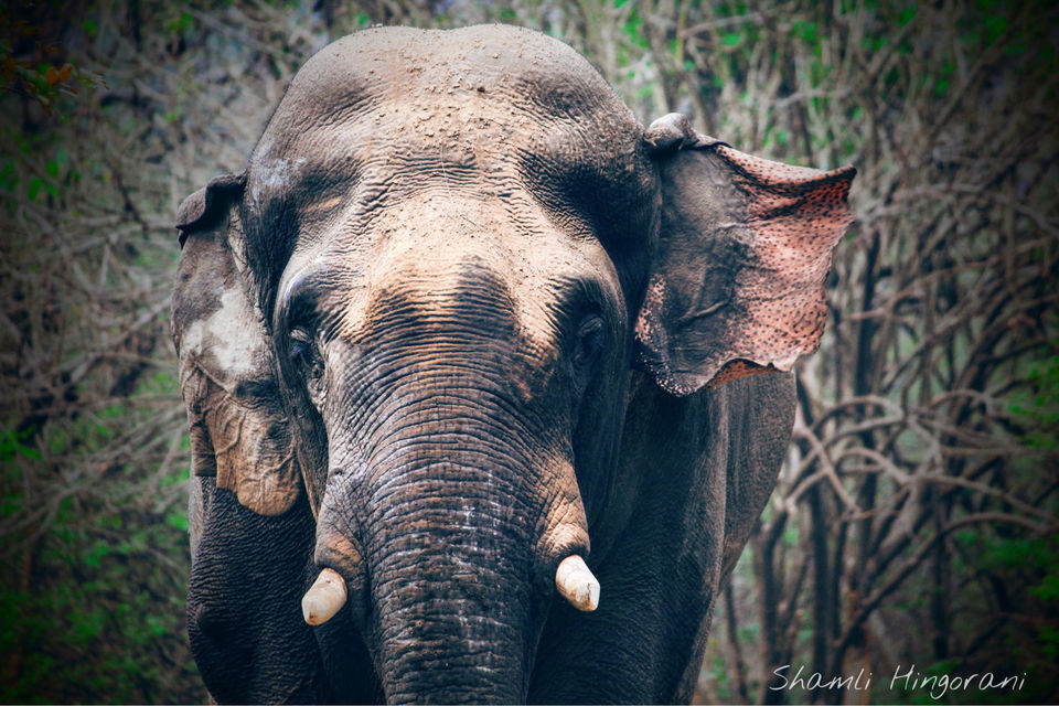 Photo of Dhikala Jeep Safari, Ramnagar, Uttarakhand, India by Shamli Hingorani