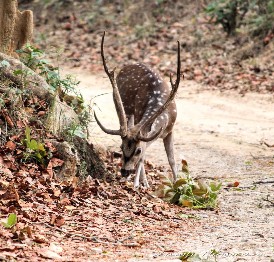 Photo of Dhikala Jeep Safari, Ramnagar, Uttarakhand, India by Shamli Hingorani