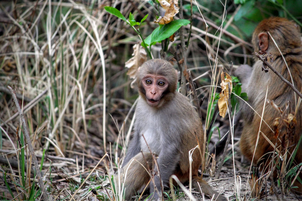 Photo of Dhikala Jeep Safari, Ramnagar, Uttarakhand, India by Shamli Hingorani
