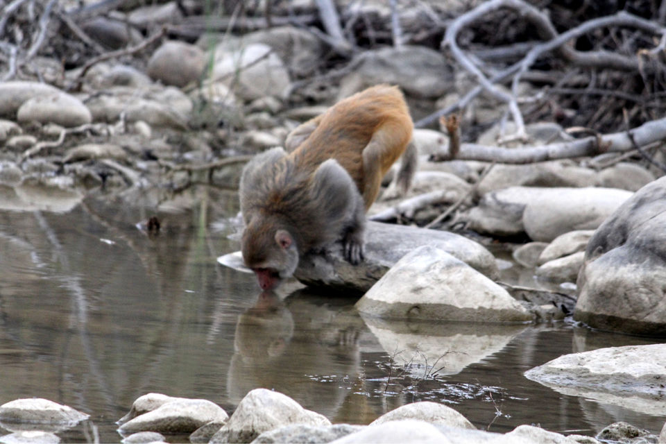 Photo of Dhikala Jeep Safari, Ramnagar, Uttarakhand, India by Shamli Hingorani