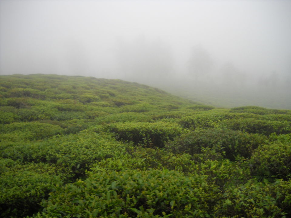 Photo of A solo odyssey to Sikkim 7/9 by Vani Chandra