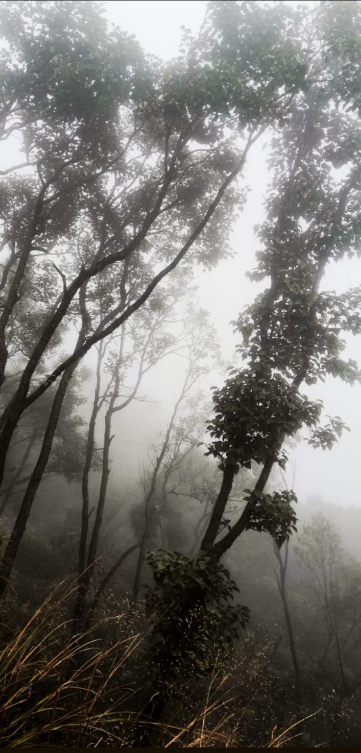 Photo of Cherrapunjee, Meghalaya, India by VALLARI MISTRY
