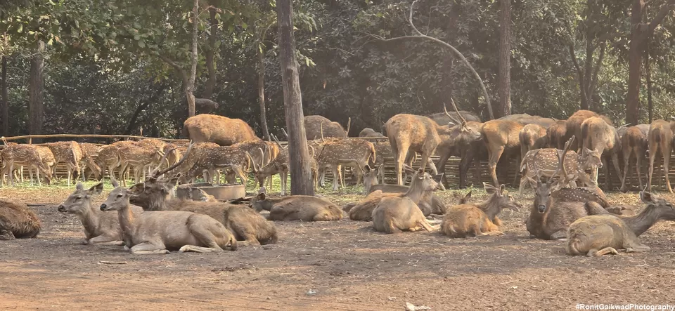 Photo of An amazing wildlife experience with herds of deer !!!! by Ronit Rajesh Gaikwad