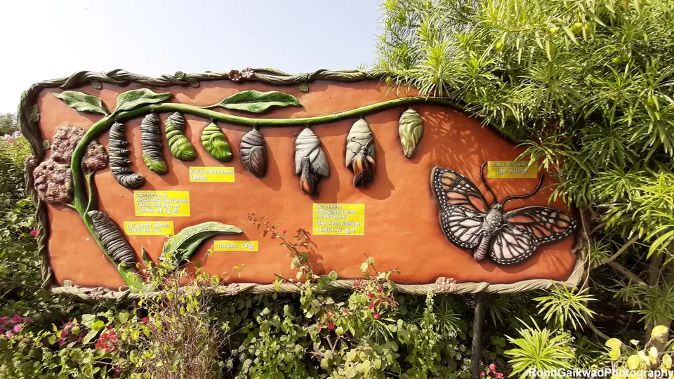 Photo of Valley of Flowers (ફ્લાવર વેલી), Gujarat, India by Ronit Rajesh Gaikwad