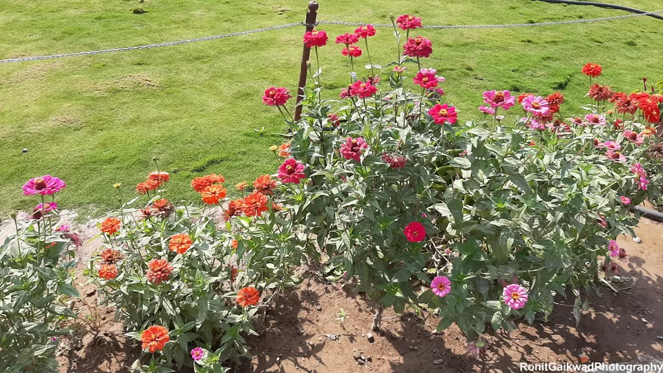 Photo of Valley of Flowers (ફ્લાવર વેલી), Gujarat, India by Ronit Rajesh Gaikwad