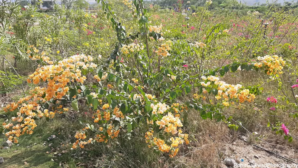 Photo of Valley of Flowers (ફ્લાવર વેલી), Gujarat, India by Ronit Rajesh Gaikwad