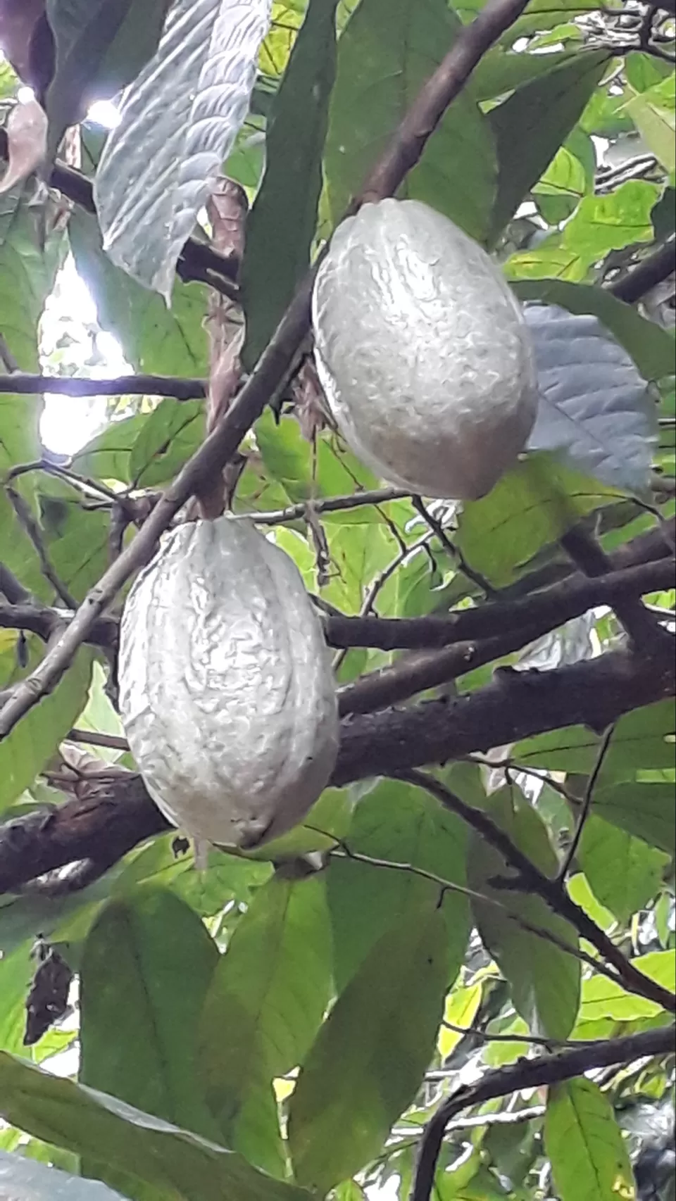 Photo of Days pass quickly while travelling by Phani Susarla