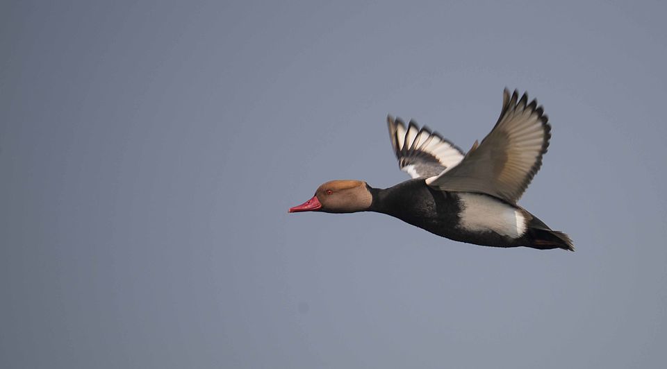 Photo of A Birder's Paradise - Purbasthali by Joyjeet Mukherjee