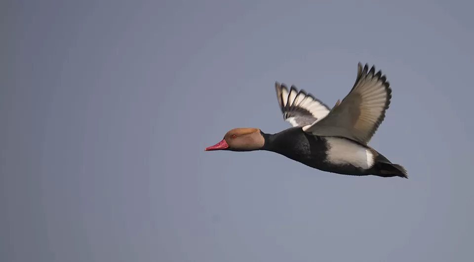 Photo of Purbasthali, West Bengal, India by Joyjeet Mukherjee