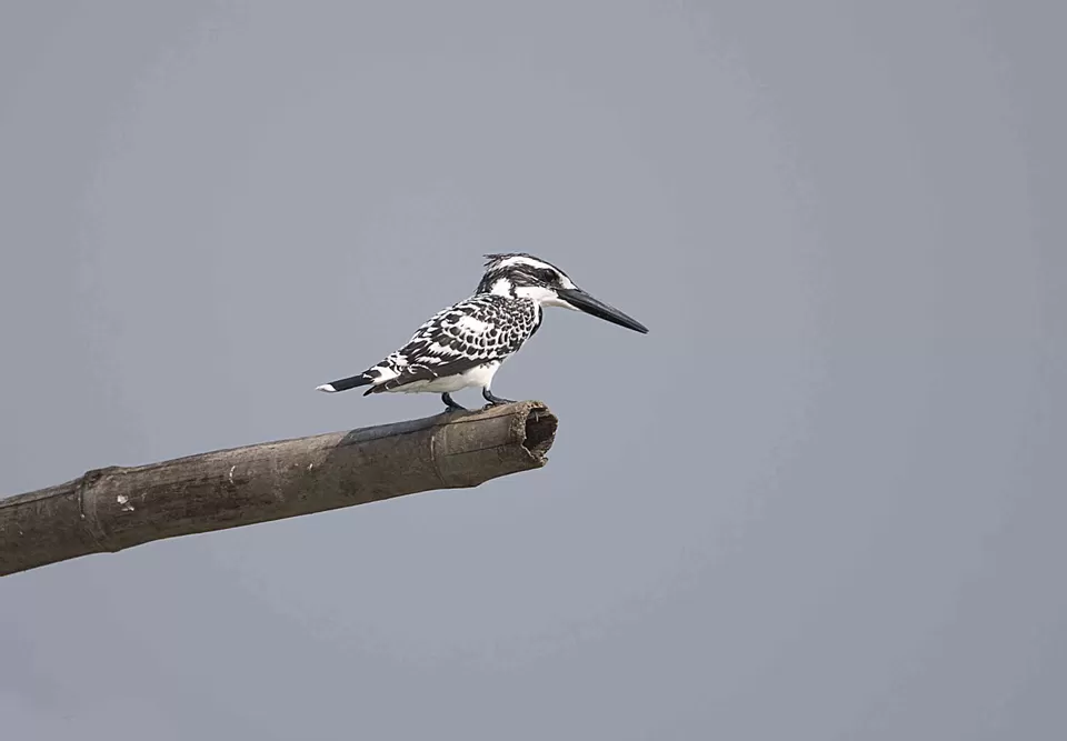 Photo of Purbasthali, West Bengal, India by Joyjeet Mukherjee