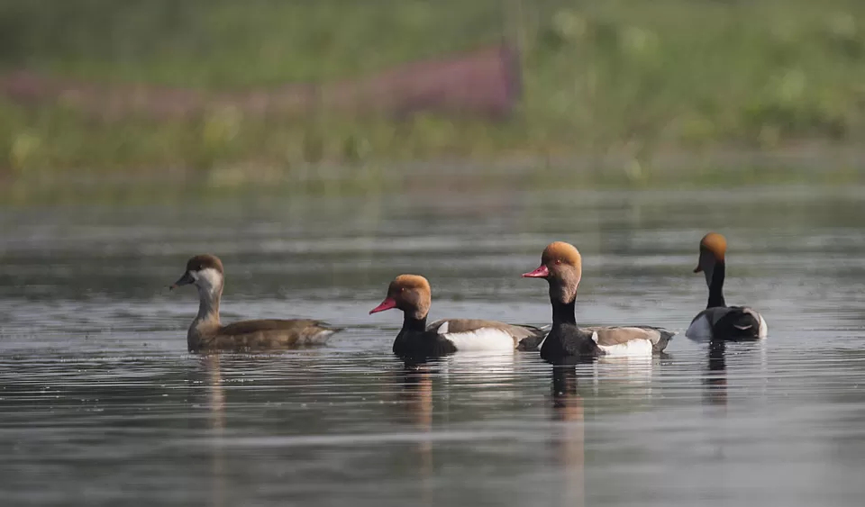 Photo of Purbasthali, West Bengal, India by Joyjeet Mukherjee