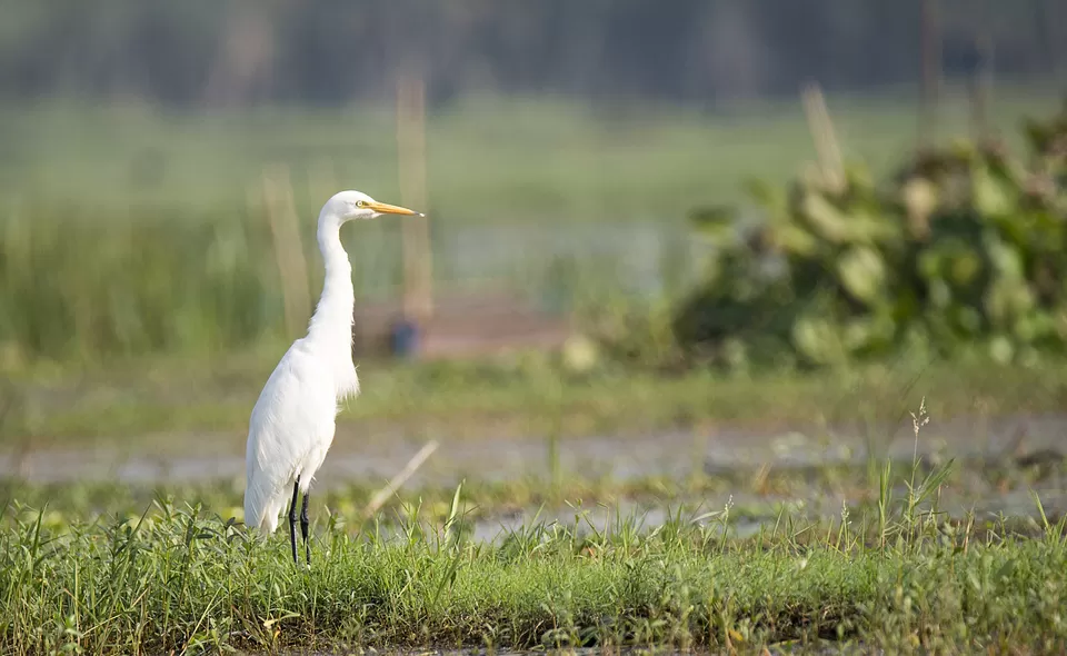 Photo of Purbasthali, West Bengal, India by Joyjeet Mukherjee