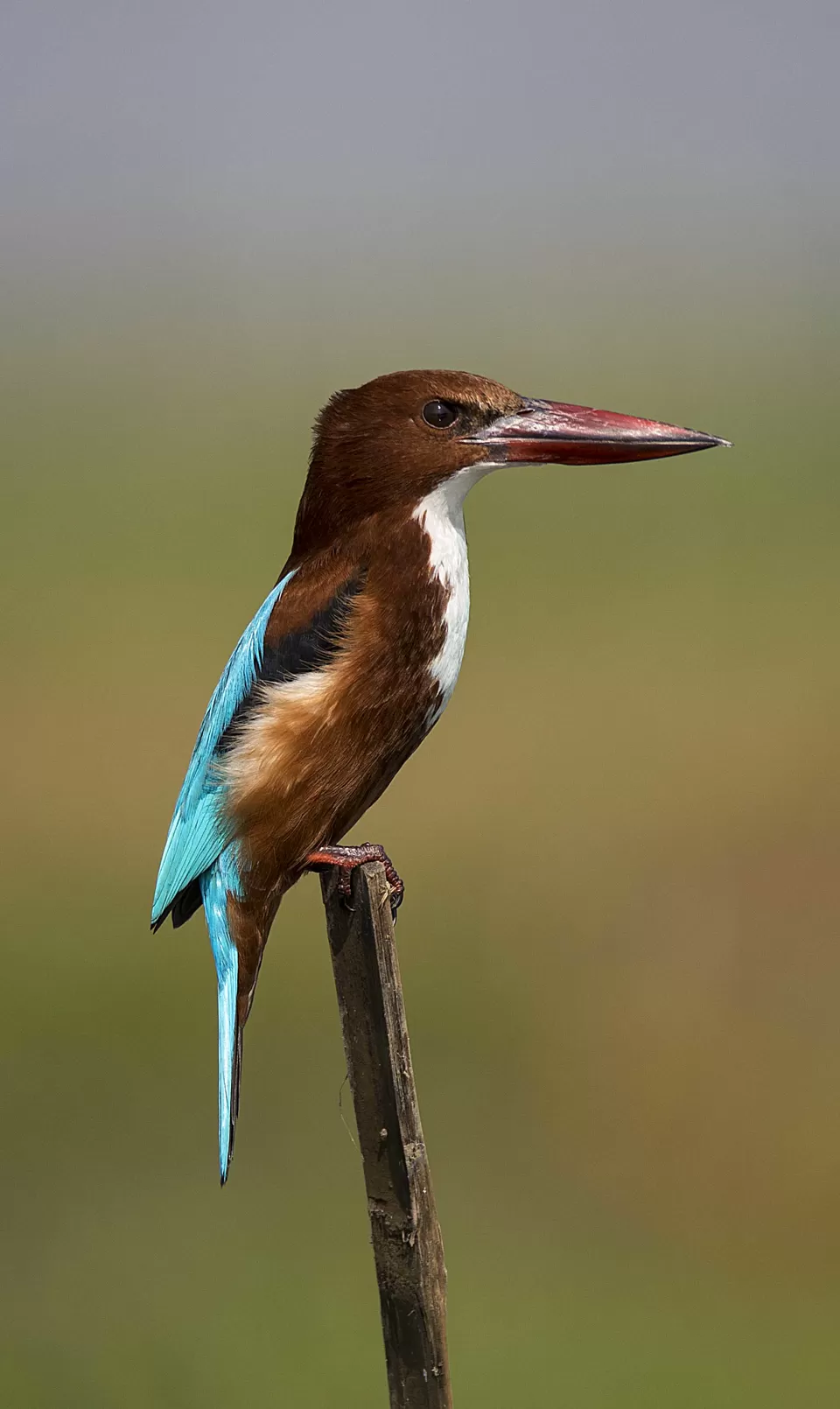 Photo of Purbasthali, West Bengal, India by Joyjeet Mukherjee