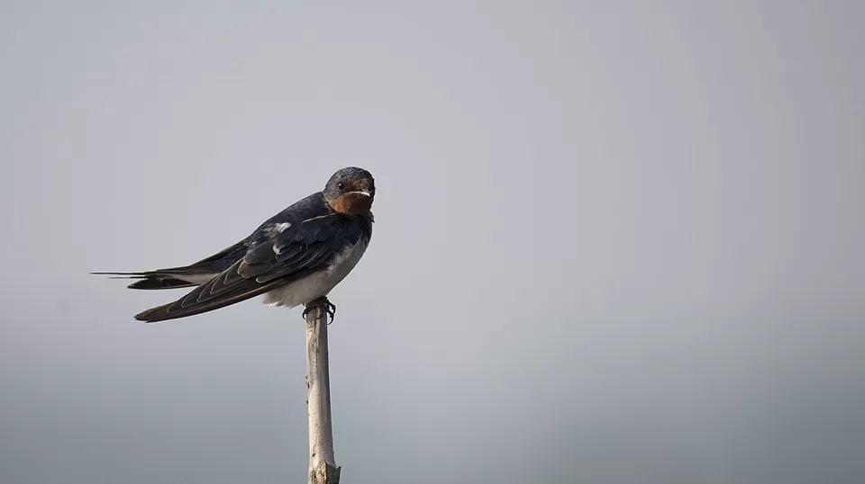 Photo of Purbasthali, West Bengal, India by Joyjeet Mukherjee