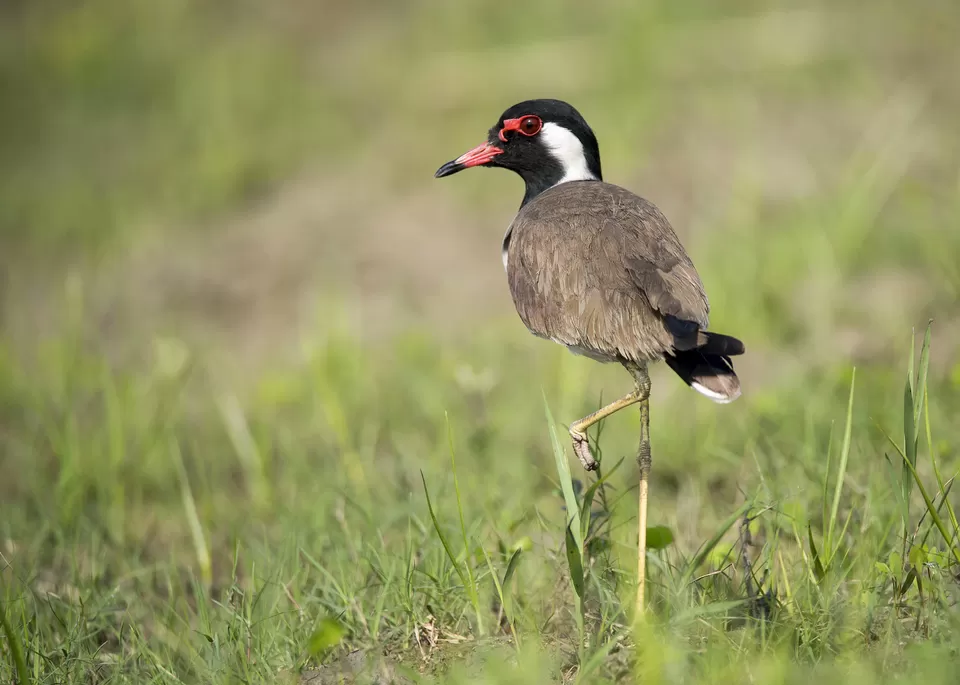 Photo of Purbasthali, West Bengal, India by Joyjeet Mukherjee