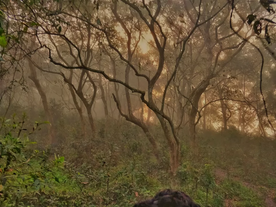 Photo of One Horned Rhino Camp, Lukhura-Khonia, Assam, India by Shreekara udupa