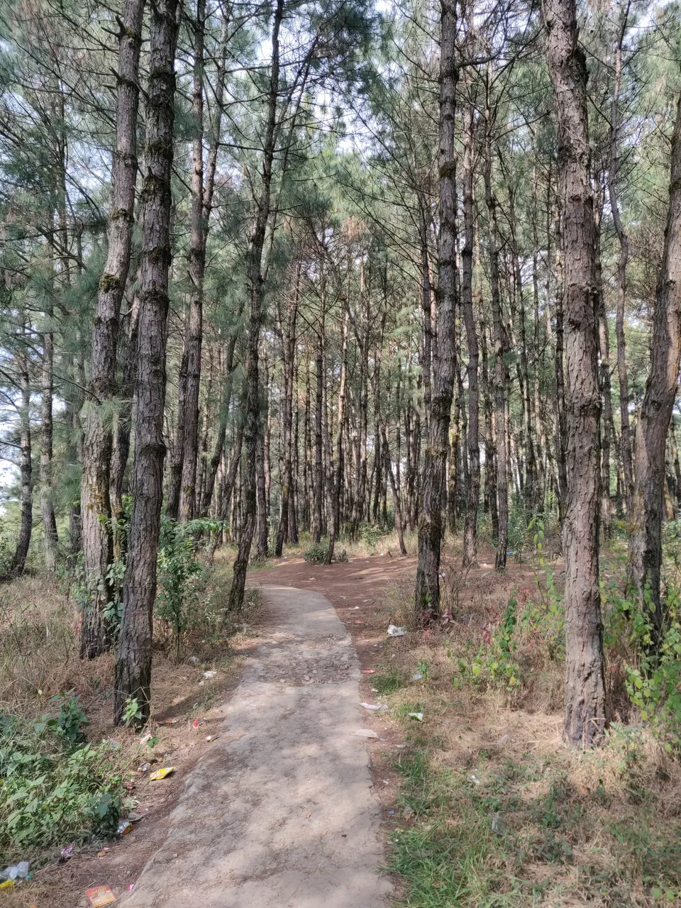 Photo of Upper Shillong Forest, Law Sohtun, Shillong, Meghalaya, India by Shreekara udupa