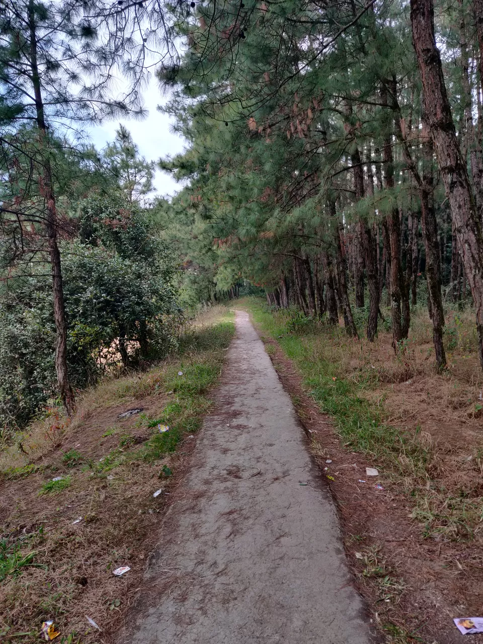Photo of Upper Shillong Forest, Law Sohtun, Shillong, Meghalaya, India by Shreekara udupa