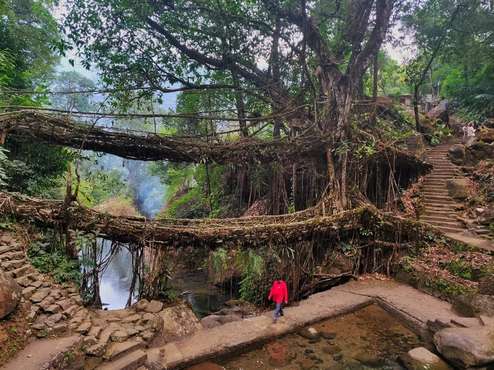 Photo of Double Decker Living Root Bridge, Cherrapunji‎, Meghalaya, India by Shreekara udupa