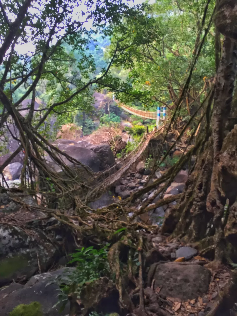 Photo of Double Decker Living Root Bridge, Cherrapunji‎, Meghalaya, India by Shreekara udupa