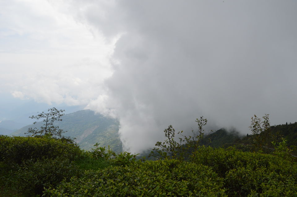 Photo of Mahal Diram Tea Garden, West Bengal, India by SONI Kumari