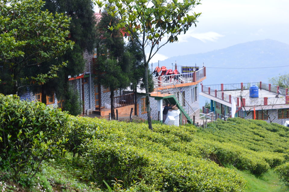 Photo of Mahal Diram Tea Garden, West Bengal, India by SONI Kumari