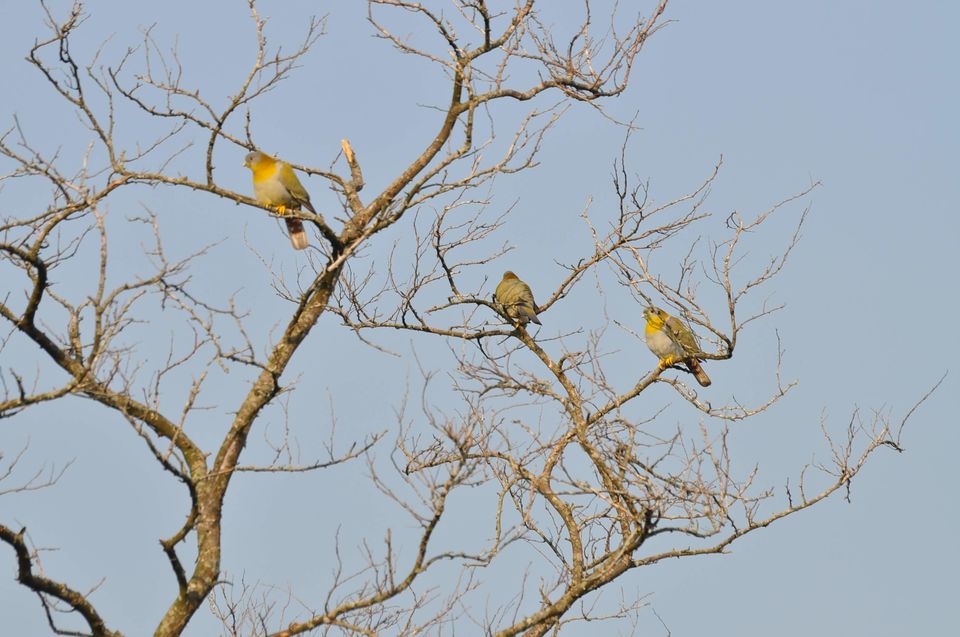Photo of Visiting Sunderbans: The land of Dokhin Rai 2/4 by Chayanika Sen