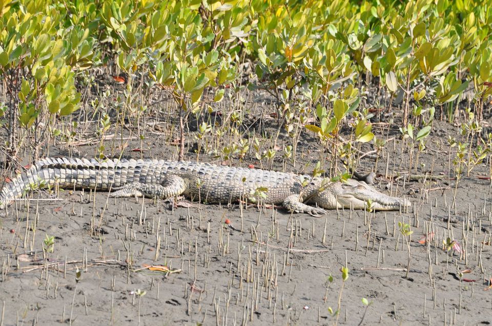 Photo of Visiting Sunderbans: The land of Dokhin Rai by Chayanika Sen
