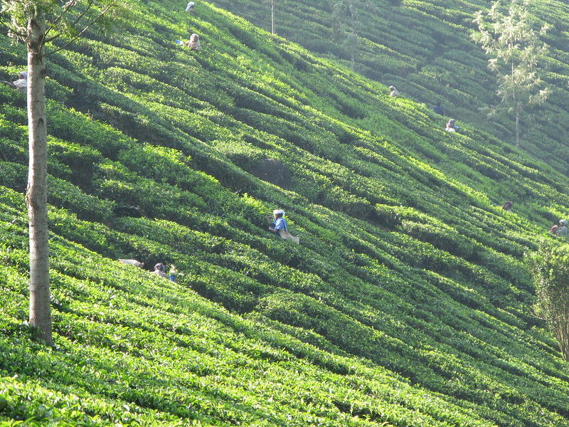 Photo of 14 DAYS AWESOME KERALA BACKWATERS TOUR 9/10 by Jeetendra Kush