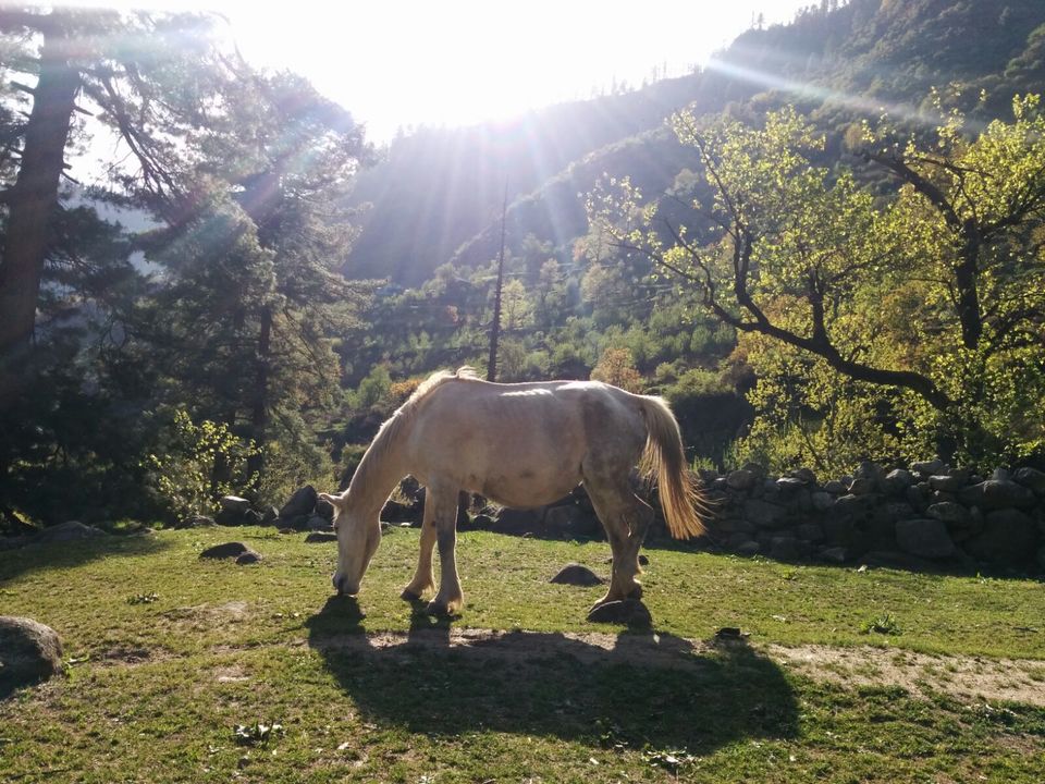 Photo of Tosh: The jewel of Himachal Pradesh 3/6 by Nithish Prajwal