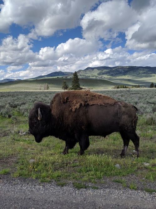 Photo of Yellowstone National Park - Sightseeing by Isha