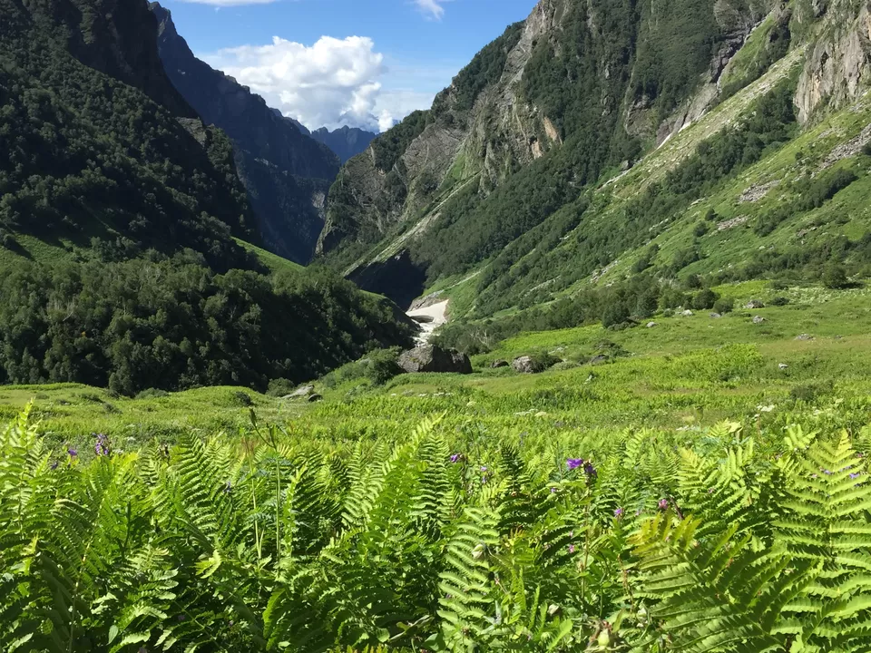 Photo of Valley of Flowers National Park, Uttarakhand, India by Urban_Monk