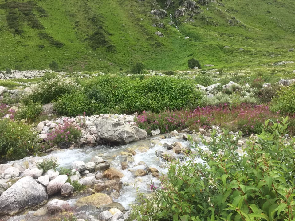 Photo of Valley of Flowers National Park, Uttarakhand, India by Urban_Monk