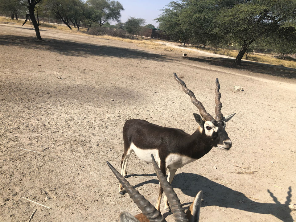 Photo of Tal Chhapar “The Black Buck Area” by khunteta manish