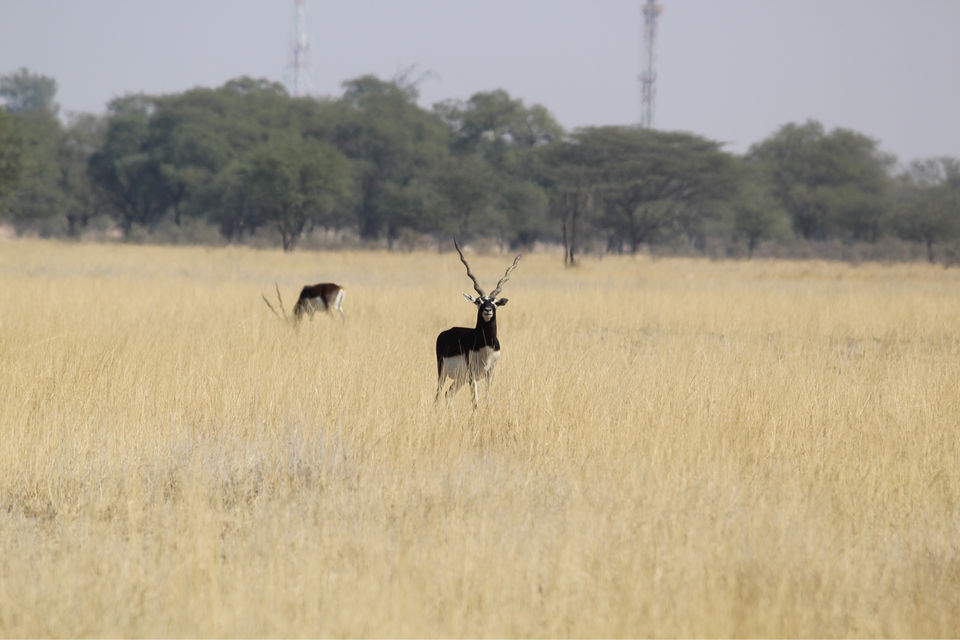 Photo of Tal Chhapar “The Black Buck Area” by khunteta manish