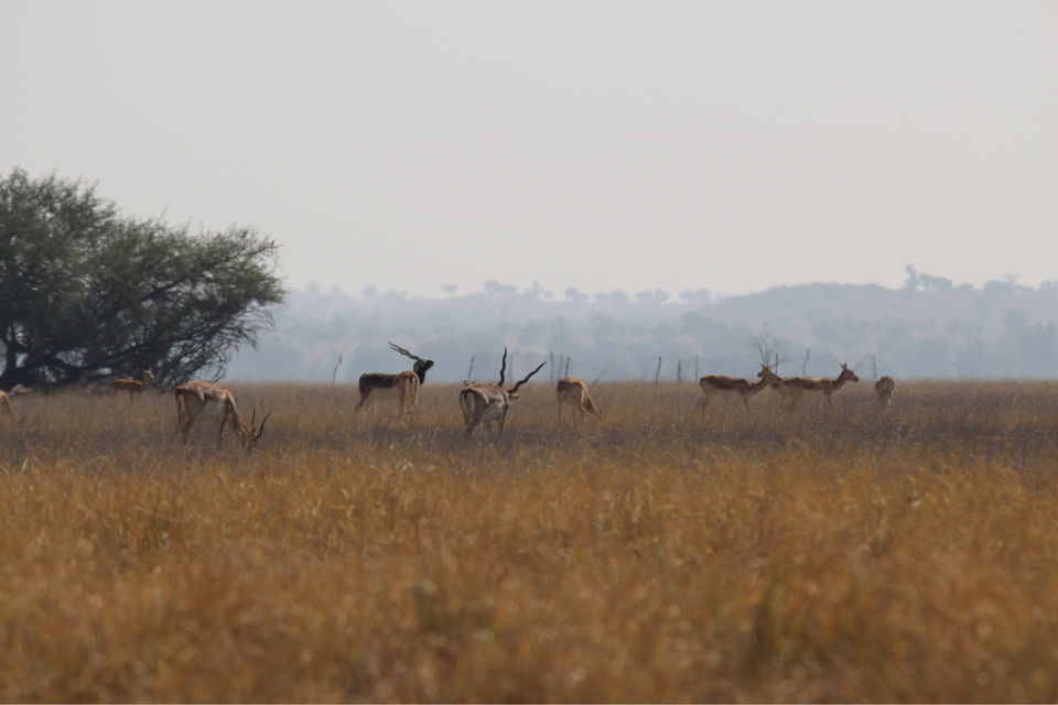 Photo of Tal Chhapar “The Black Buck Area” by khunteta manish