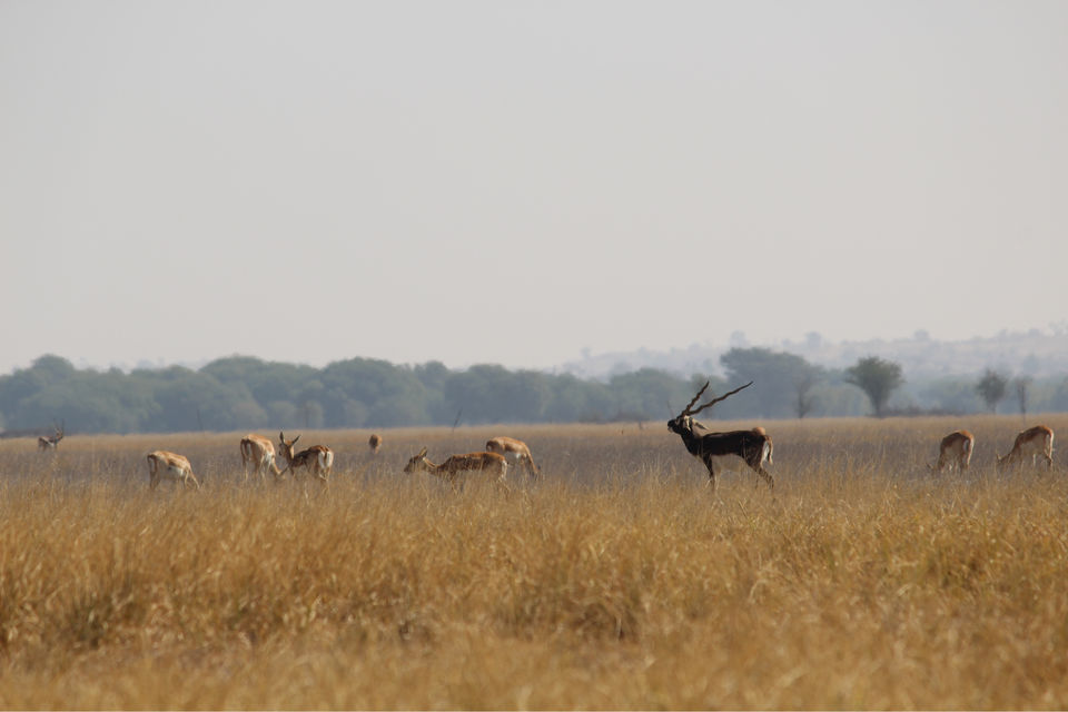 Photo of Tal Chhapar “The Black Buck Area” by khunteta manish