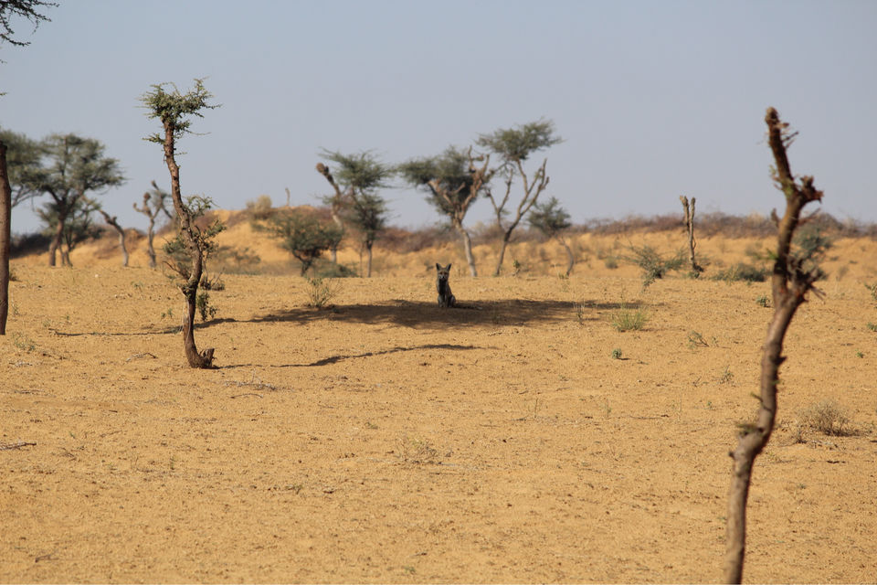 Photo of Tal Chhapar “The Black Buck Area” by khunteta manish