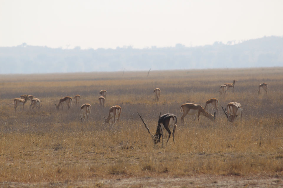 Photo of Tal Chhapar “The Black Buck Area” by khunteta manish