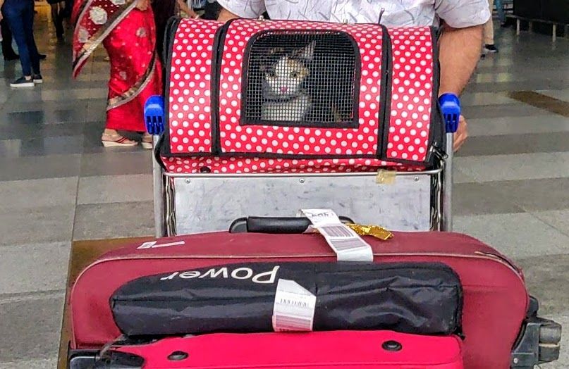 Photo of The Purrfect Trip: On the road with the traveling kitten by Himani Sahni