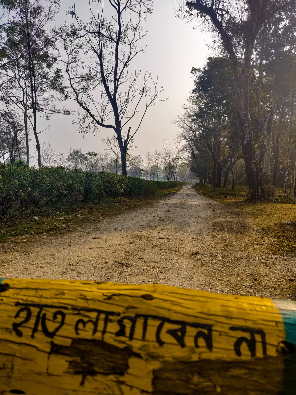 Photo of Gorumara National Park, Jalpaiguri, West Bengal, India by Suman Mukherjee