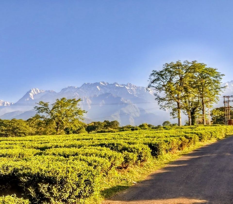 Photo of Wah Tea Estate, Panchrukhi Road, Patti, Deogran, Himachal Pradesh, India by nidhi patnaik