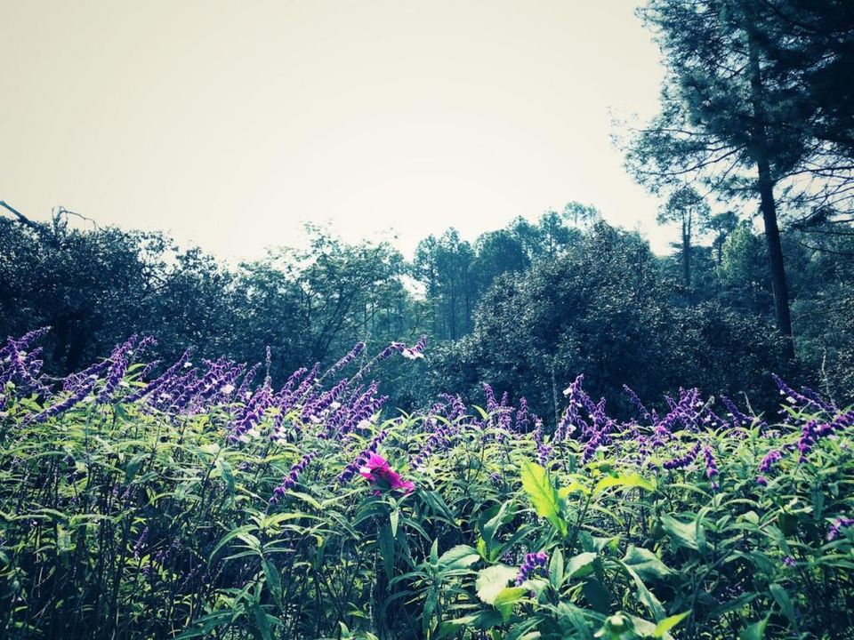 Photo of Ranikhet Market, Khari Bazaar, Khari Bazar, Ranikhet, Uttarakhand, India by nidhi patnaik