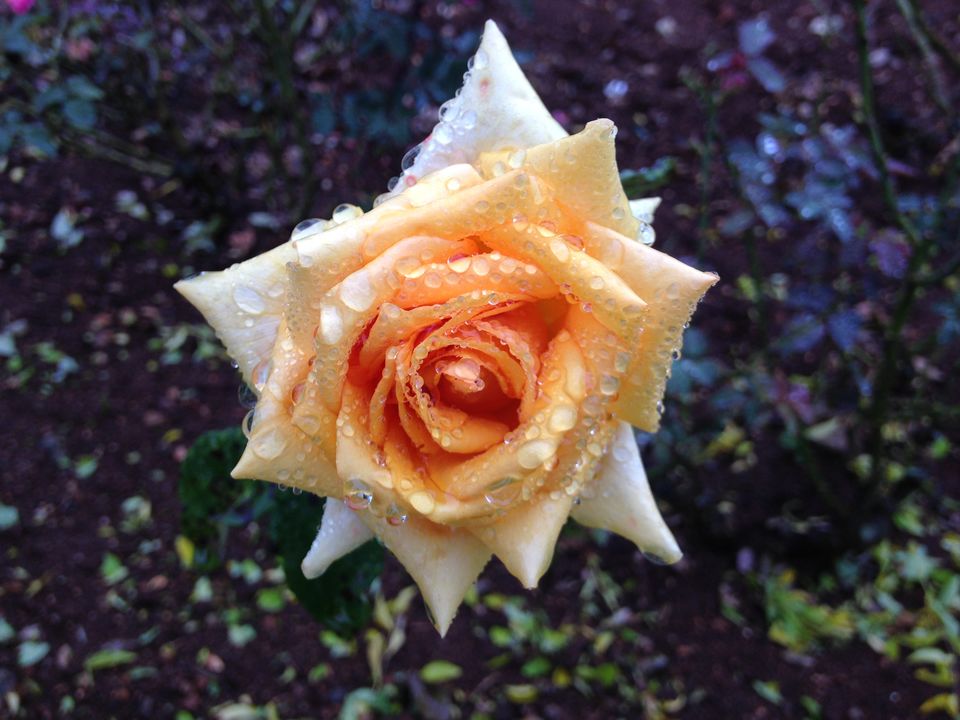 Photo of Love in Wellington 7/18 by Kamal Tanwani